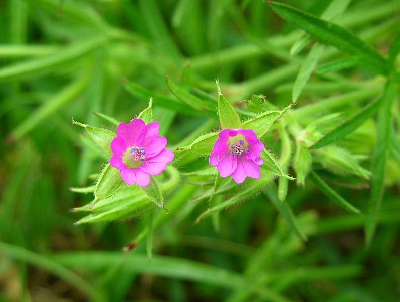 Geranium dissectum / Geranio sbrandellato